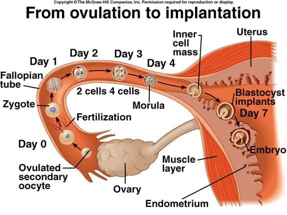 Pregnancy Begins at Conception/Fertilization, Not Implantation
