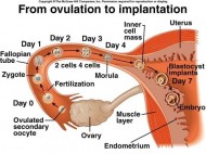 implantation cramps timing
